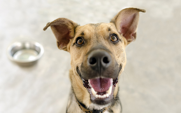 Happy Dog with dog bowl behind